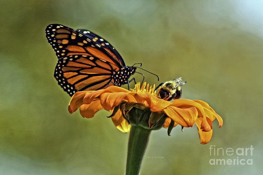 Butterfly Photograph - Flower Duet by Jan Killian