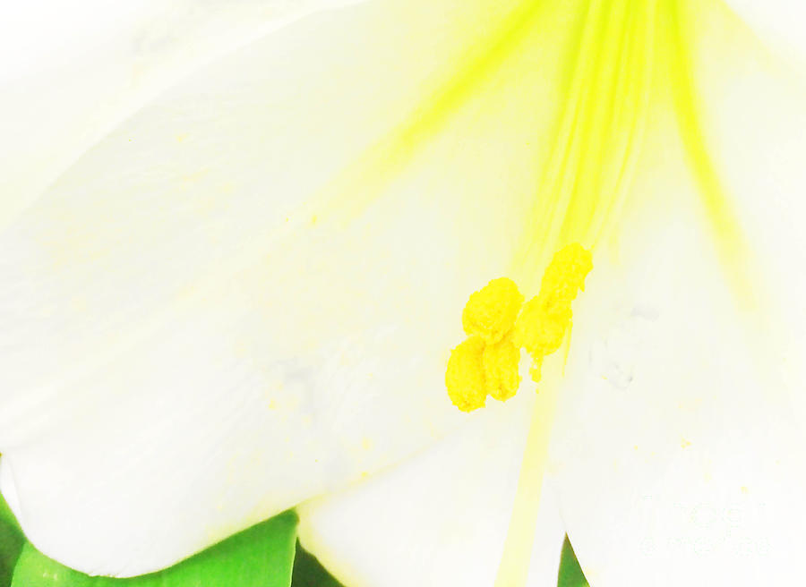 Flower -Easter Lily Macro - Luther FIne Art Photograph by Luther Fine Art