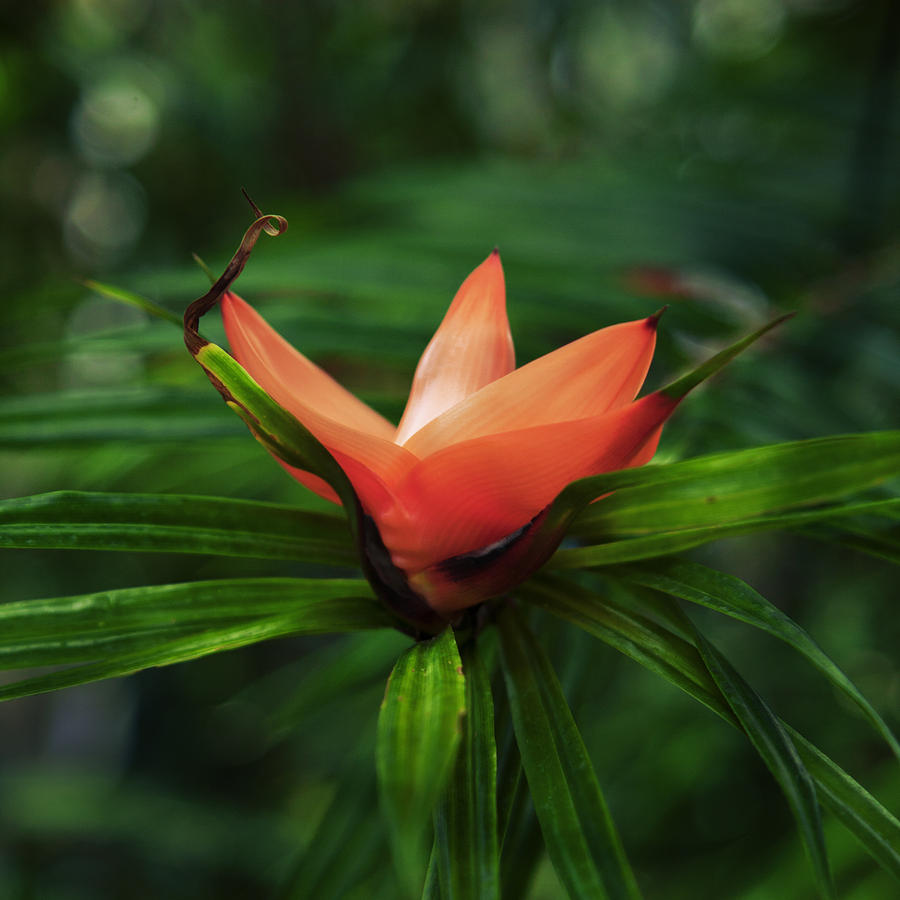 Flowers Photograph - Flower Face by Michael Guirguis Flowers Photograph - Flower Face by Michael Guirguis