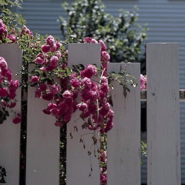 Flowers Still Life Photograph - #flower #fence by Kelly Hasenoehrl