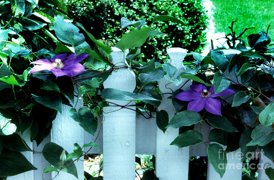 Flower Fence Photograph