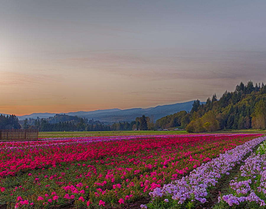 Flower Field at Sunset in a Standard Ratio Photograph by Leah Palmer
