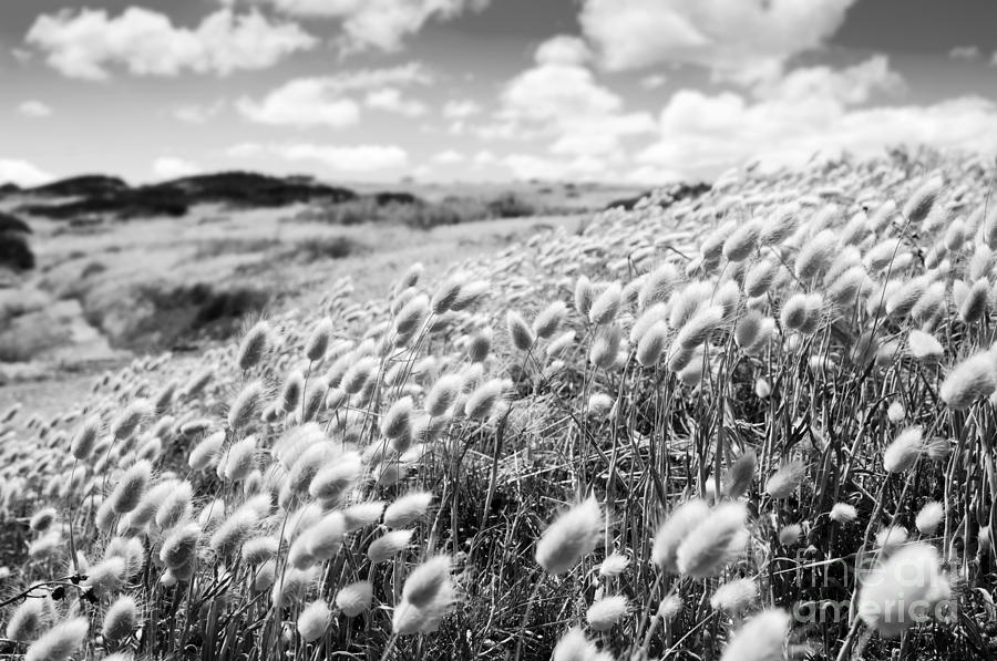 Flower Field Black And White Photograph