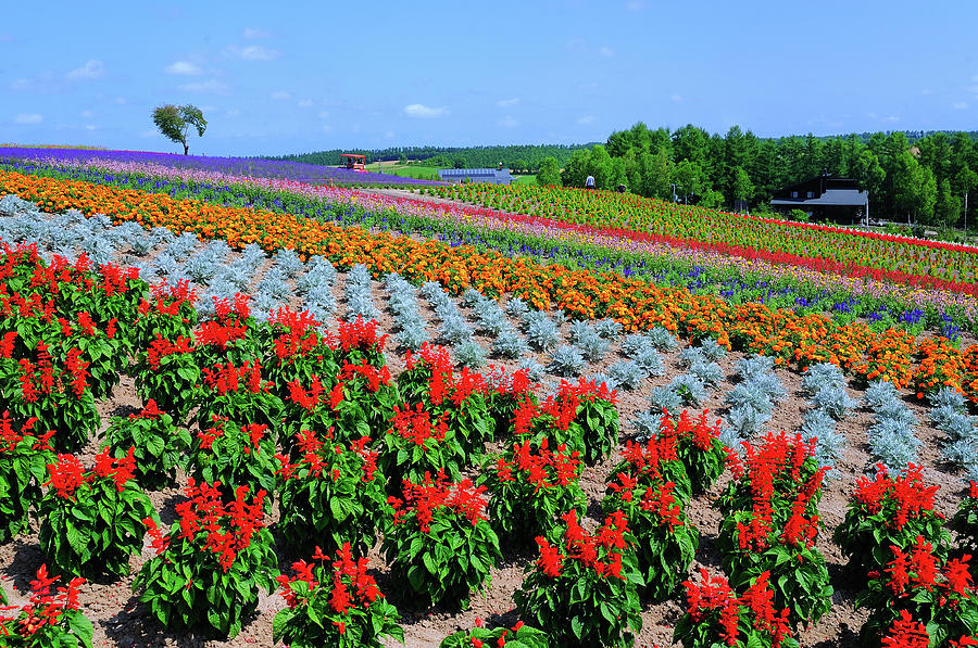 Flower Field Photograph by Frank Chen