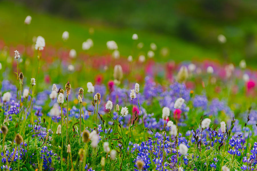Flower field in Mt.Rainier  Photograph by Hisao Mogi