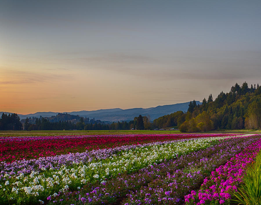 Flower Fields 2 Cropped into a standard Ratio Photograph by Leah Palmer