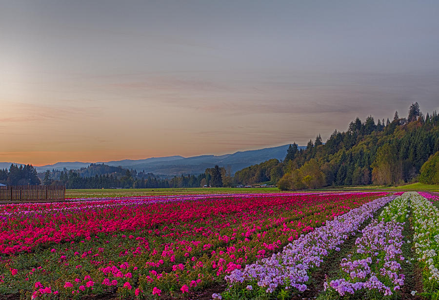 Flower Fields at Sunset 1 Photograph by Leah Palmer