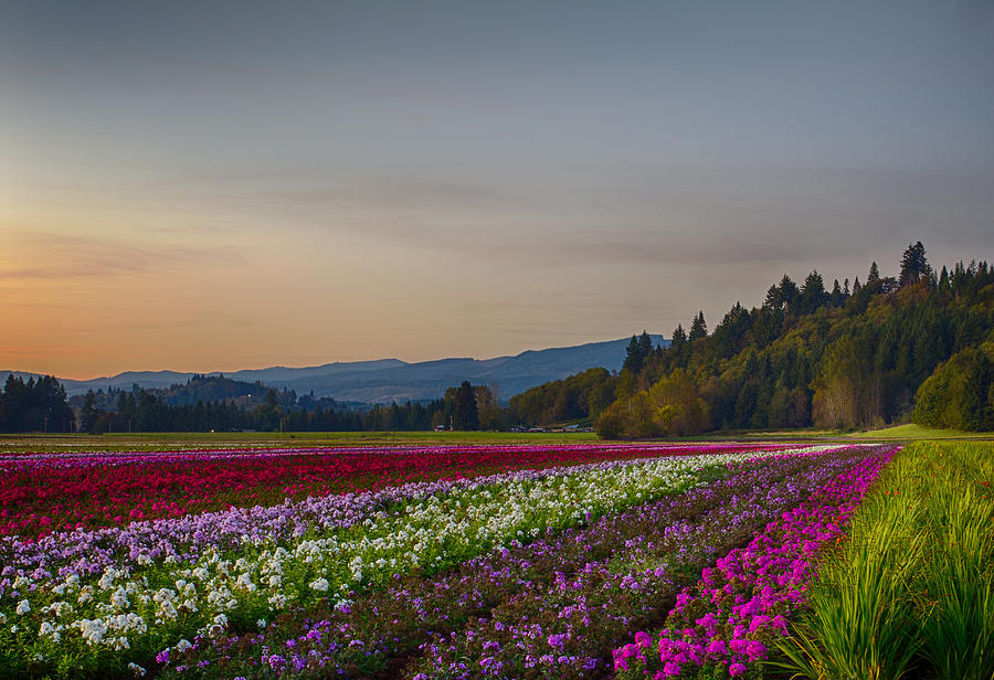 Flower Fields at Sunset 2 Photograph by Leah Palmer