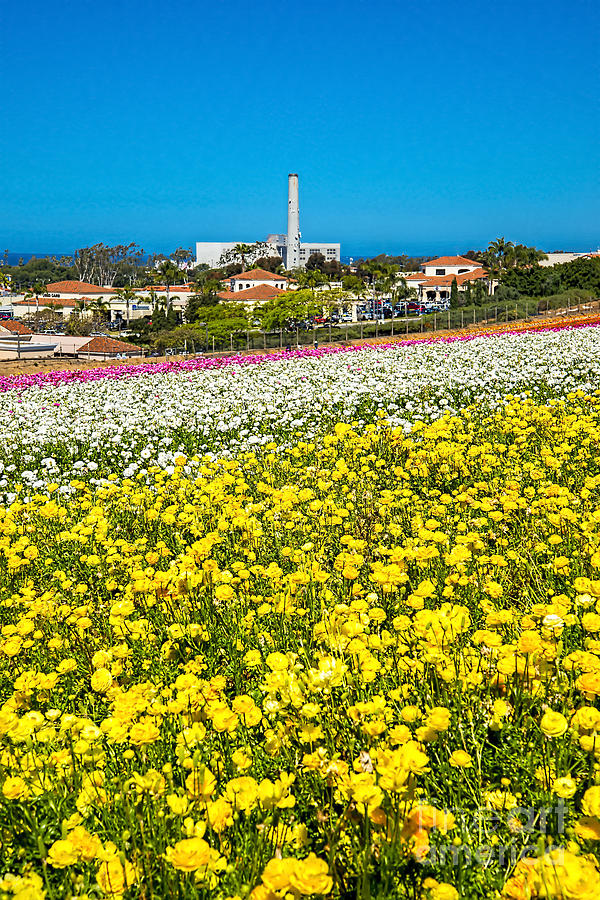 Flower Fields Carlsbad Photograph by Baywest Imaging