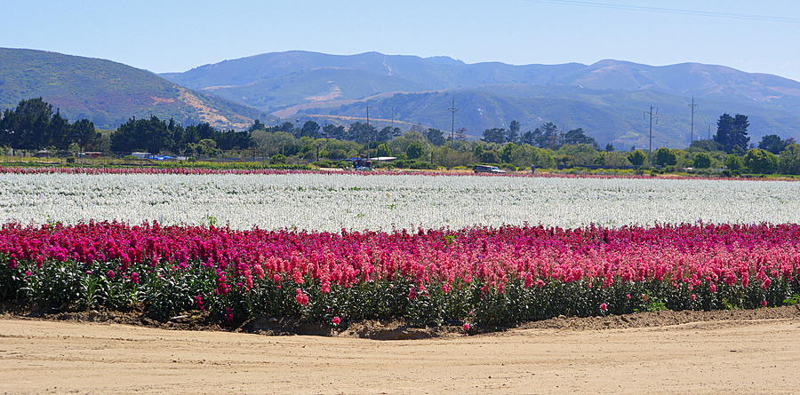 Flower Fields of Lompoc Valley Photograph by AJ  Schibig