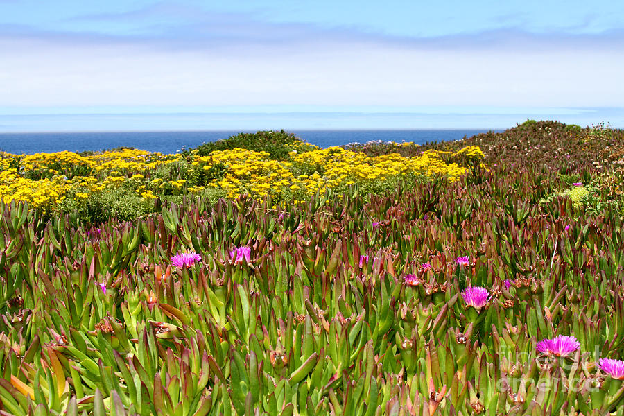 Flower Fields on the Cliffs By Diana Sainz Photograph by Diana Raquel ...