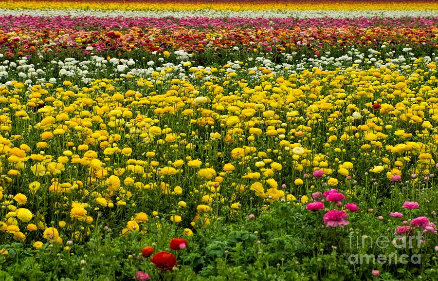 Flower Photograph - Flower Fields by Peggy Hughes