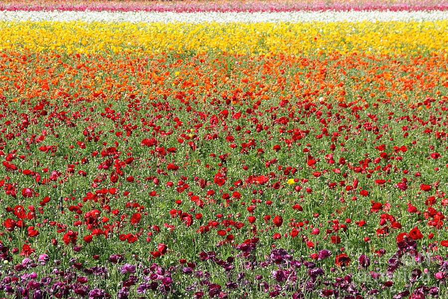 Flower Fields Photograph by Suzanne Oesterling