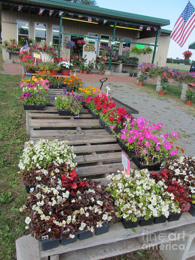 Flower Flats At The Country Market Photograph by Susan Carella
