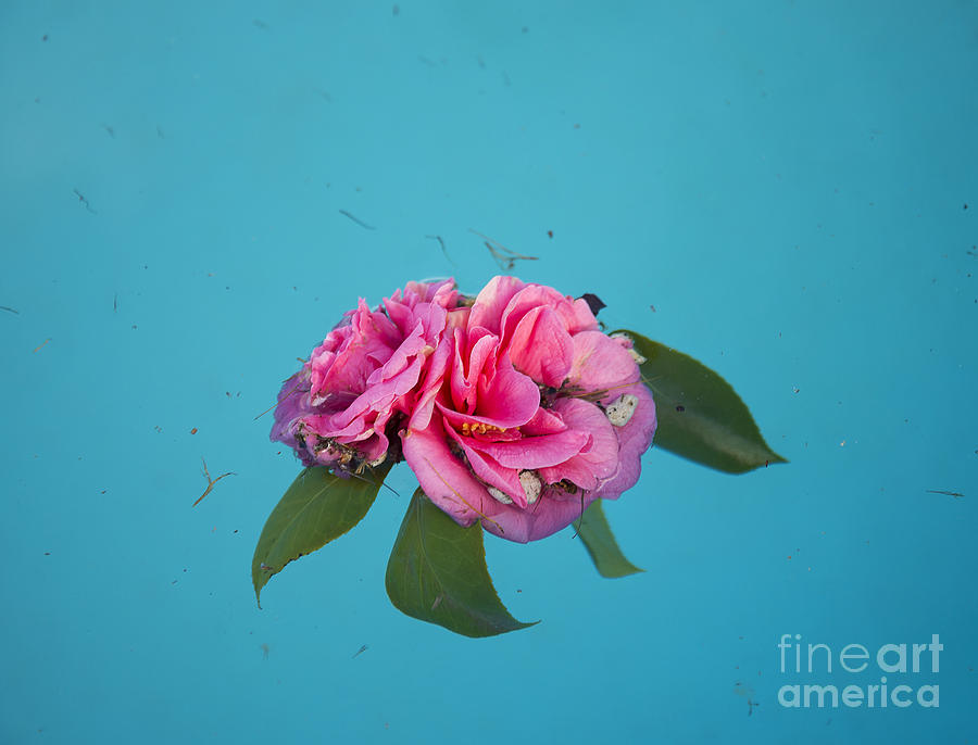 Flower Floating In Pond Photograph by JM Travel Photography