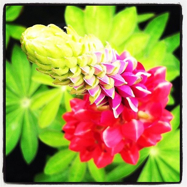 Flower Photograph - #flower #floral #closeup #colour by Nicola  Young