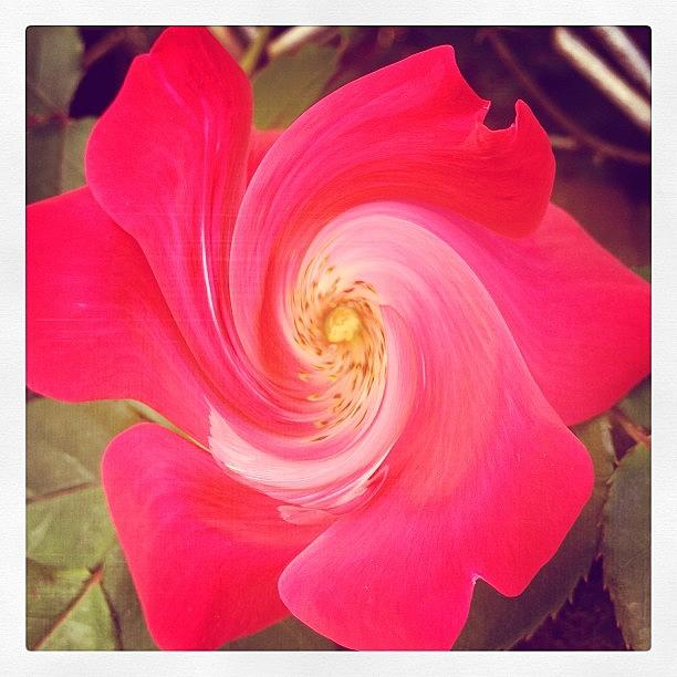 Flowers Still Life  - #flower #floral #dizzy #swirl #silly by Jan Pan