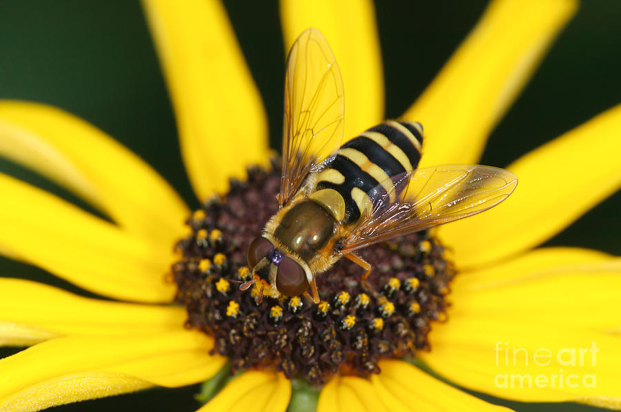 Flower Fly and Yellow Flower Photograph by Clarence Holmes