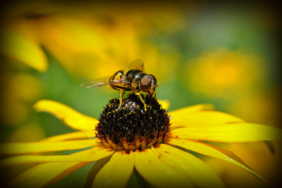 Flower Fly Photograph by Kelly Nowak