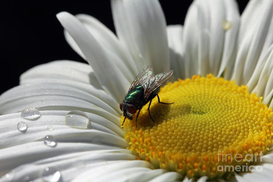 Flower Fly Photograph by Mary Haber
