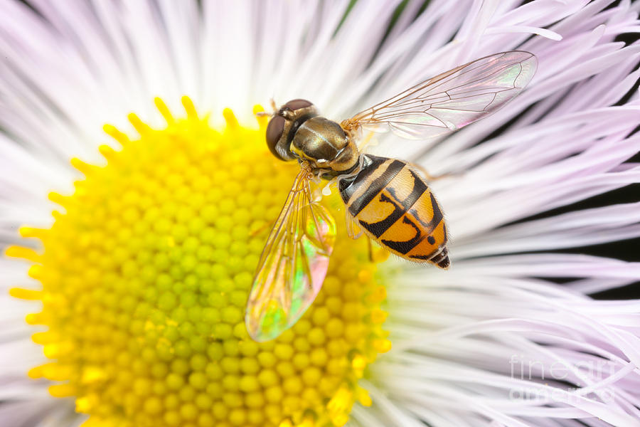 Flower Fly on Daisy Fleabane I Photograph by Clarence Holmes