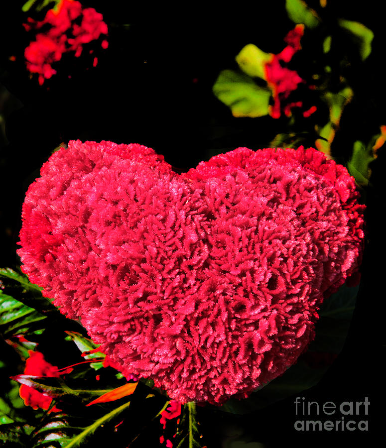 Flower for the Heart Photograph by Roger Becker
