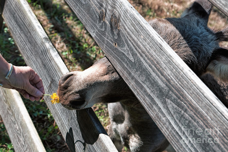 Flower for the Miniature Donkey Photograph by Kathleen K Parker