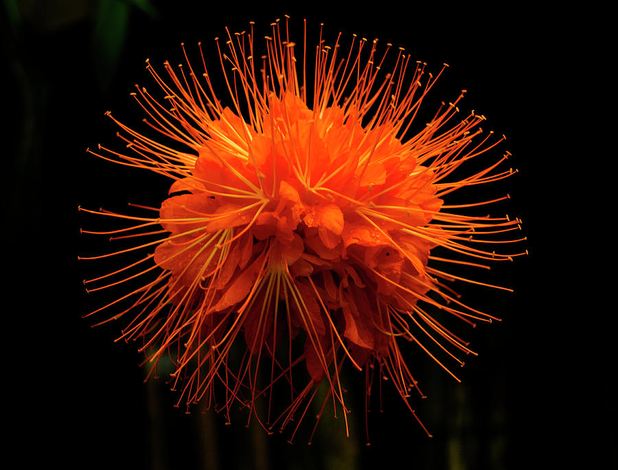 Flower From A Brownea Macrophylla Tree Photograph by Pete Starman
