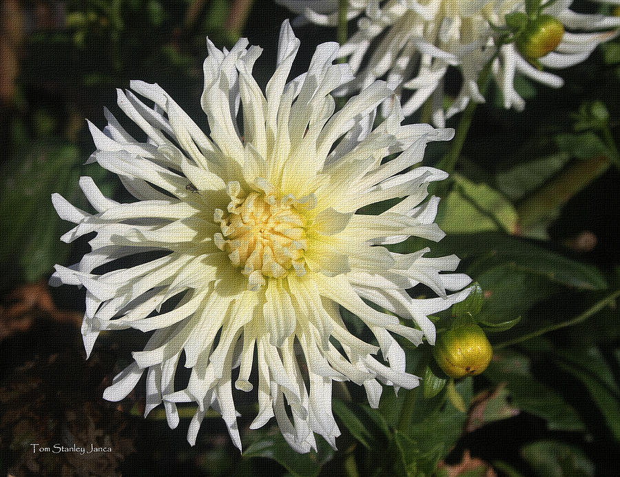Flower From Garibaldi Oregon Photograph by Tom Janca Flower From Garibaldi Oregon Photograph by Tom Janca