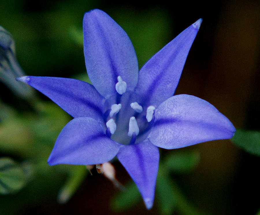 Triteleia Laxa Photograph - Flower from Paradise Lost by Kim Pate