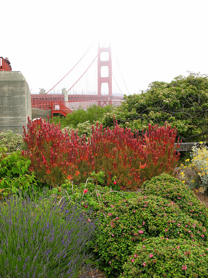 Flower Garden at the Golden Gate Bridge Photograph by Connie Fox