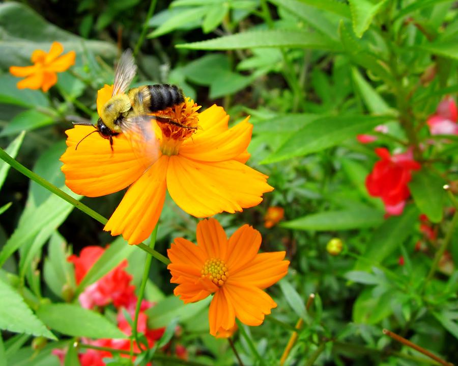 Flower Garden Bee Photograph by Cynthia  Clark