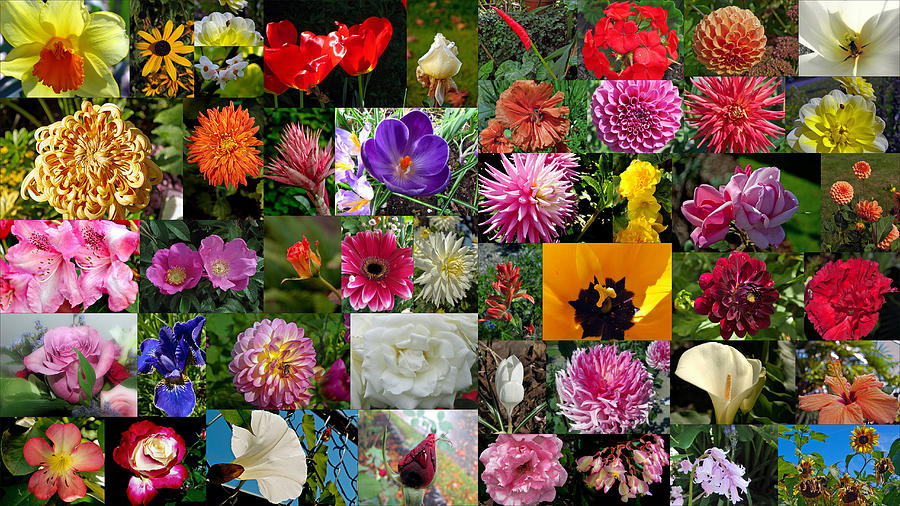 Flower Garden Bouquet Photograph by Tikvahs Hope