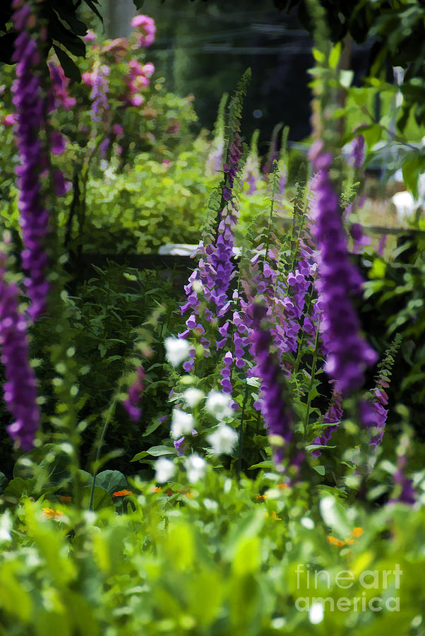 Flower Garden Photograph by Frank Pali - Fine Art America