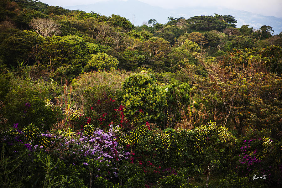 Flower Garden on a Hill Photograph by Madeline Ellis