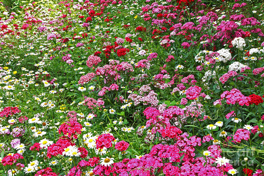 Flower Garden Pinks Photograph by Pattie Calfy