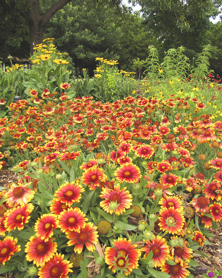 Flower Garden Profusion  Photograph by Ann Powell