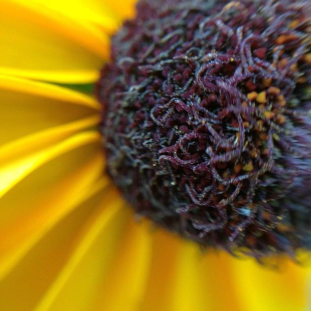 Summer Photograph - #flower #gardening #plant #nofilter by Casey  Moretz 