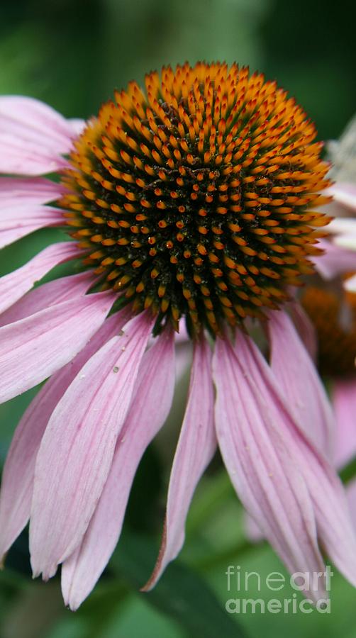 Flower Globe Photograph by Christiane Schulze Art And Photography