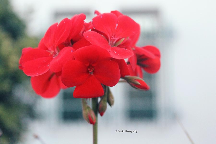 Flower Photograph by Gossti Photography