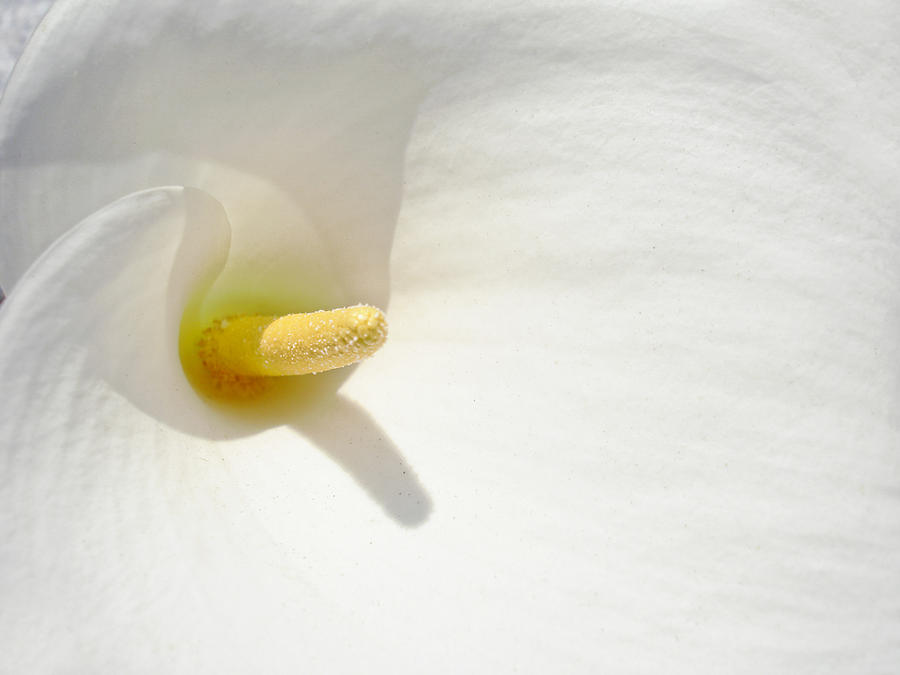 Calla Lily - Abstract Nature Photography  Photograph by Modern Abstract