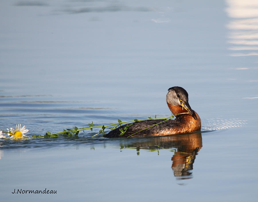 Daisy Photograph - Flower Grebe by Sarah  Lalonde