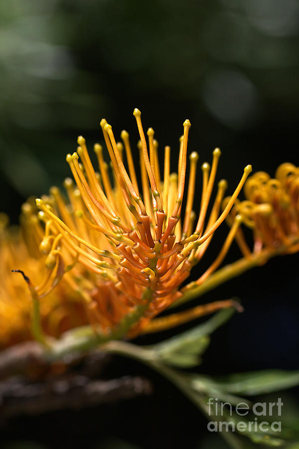Flower-grevillea-australian Native Photograph by Joy Watson