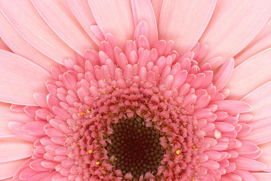 Flower - I LOVE Pink Photograph by Mike Savad