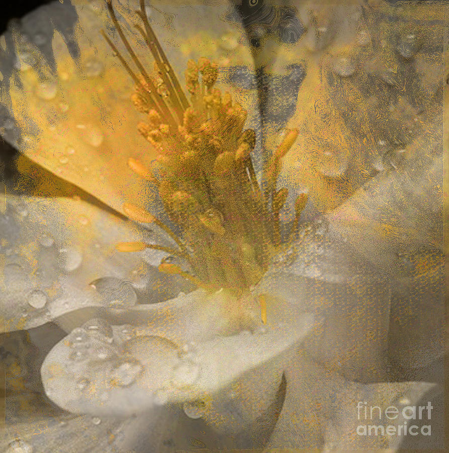 Flower III Mixed Media by Yanni Theodorou