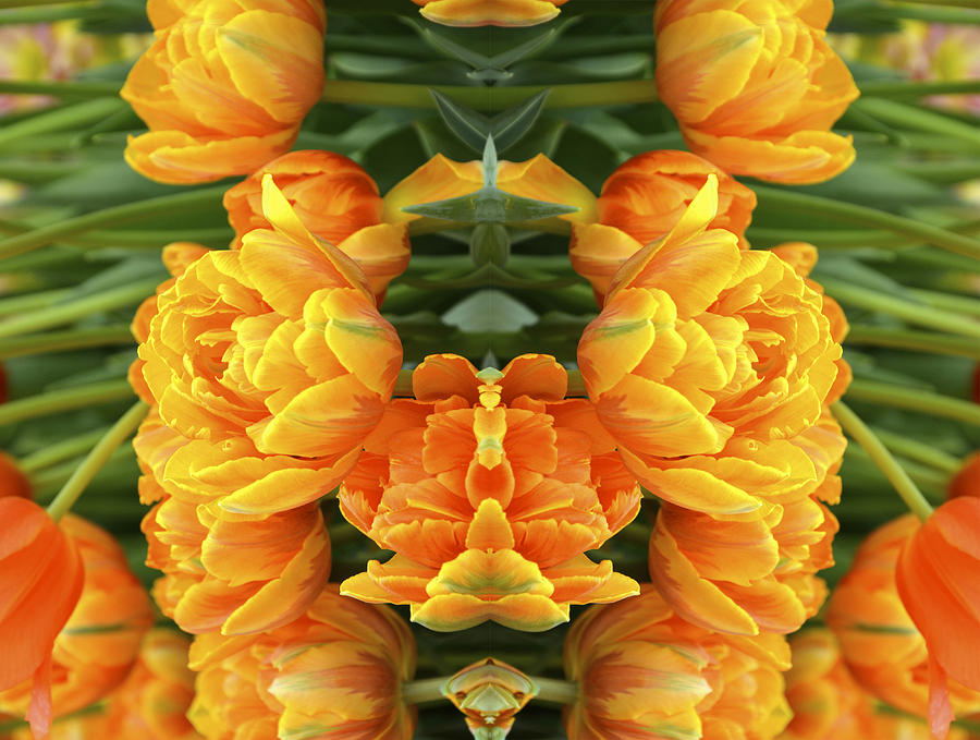 Tulip Digital Art - Flower Images 34 by Michael Anthony