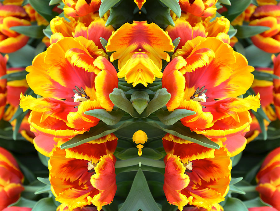 Tulip Digital Art - Flower Images 6 by Michael Anthony