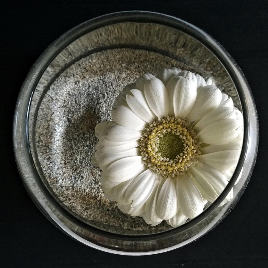 Flower in a Vase Photograph by Alexander Fedin