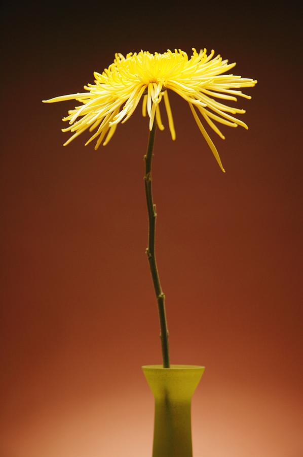 Flower Photograph - Flower In A Vase by Kelly Redinger