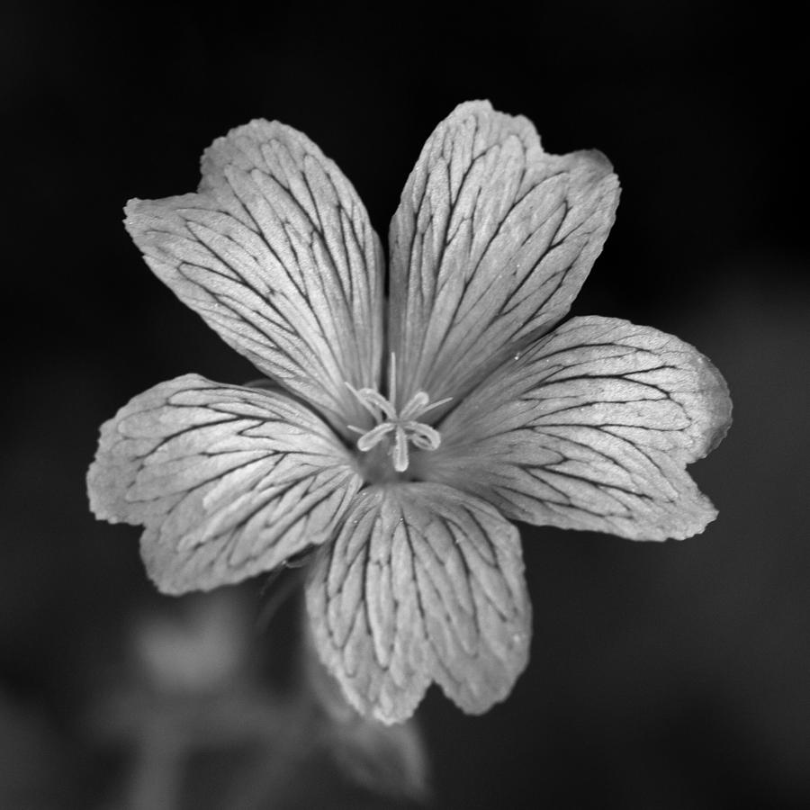 Flower in black and white Photograph by David Freuthal
